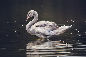 Cygnet Swan Floating on Dark Water with Reflection