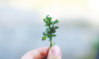 Hand holding small green plant sprig with blurred background