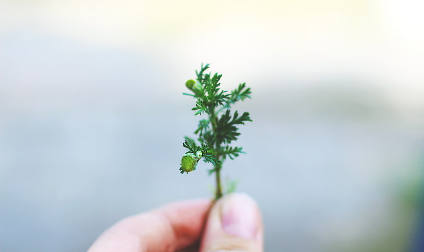 Hand holding small green plant sprig with blurred background