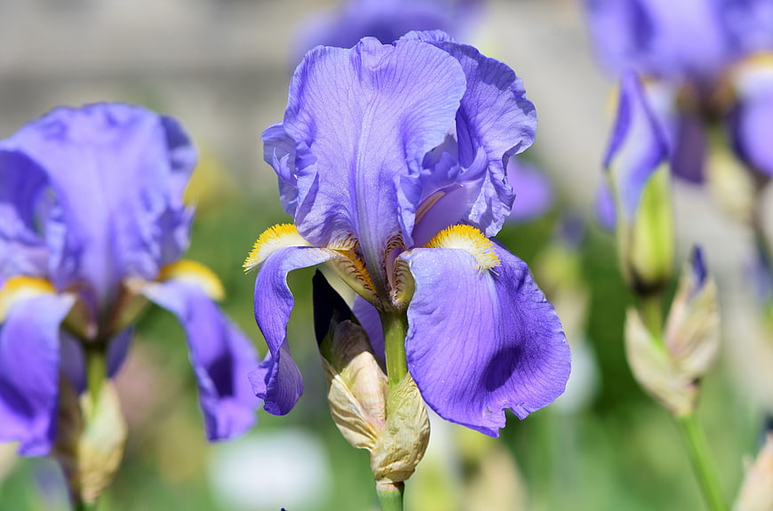 Close-up of vibrant purple bearded iris flower in bloom