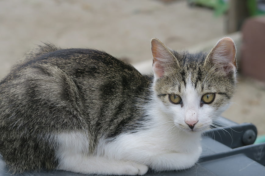 Cute Tabby Kitten Lying Down On Outdoor Surface