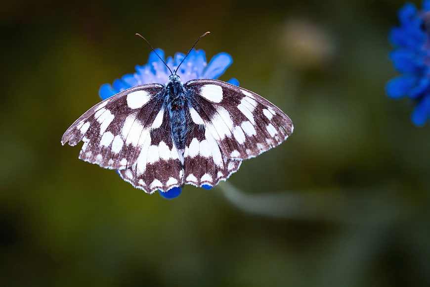 Magpie Butterfly on Blue Cornflower
