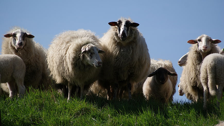 Flock of sheep and lambs on a grassy hill