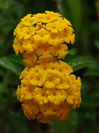Close-up of vibrant yellow lantana flowers on green background