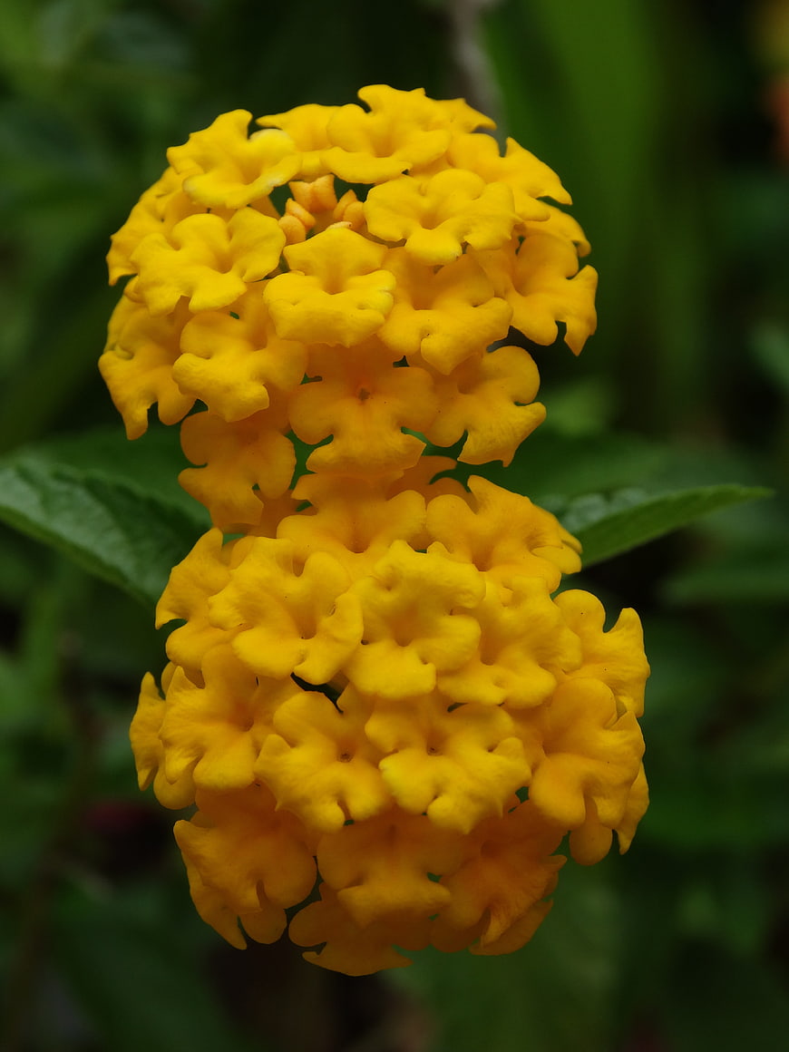 Close-up of vibrant yellow lantana flowers on green background