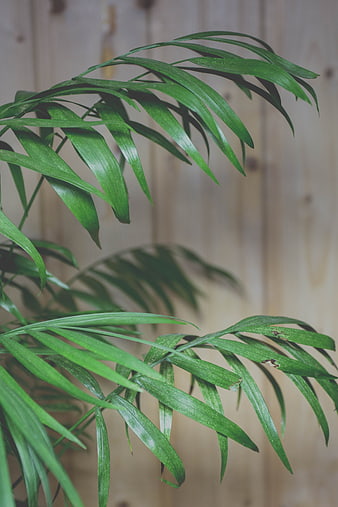 Close-up of lush green palm leaves against wooden background