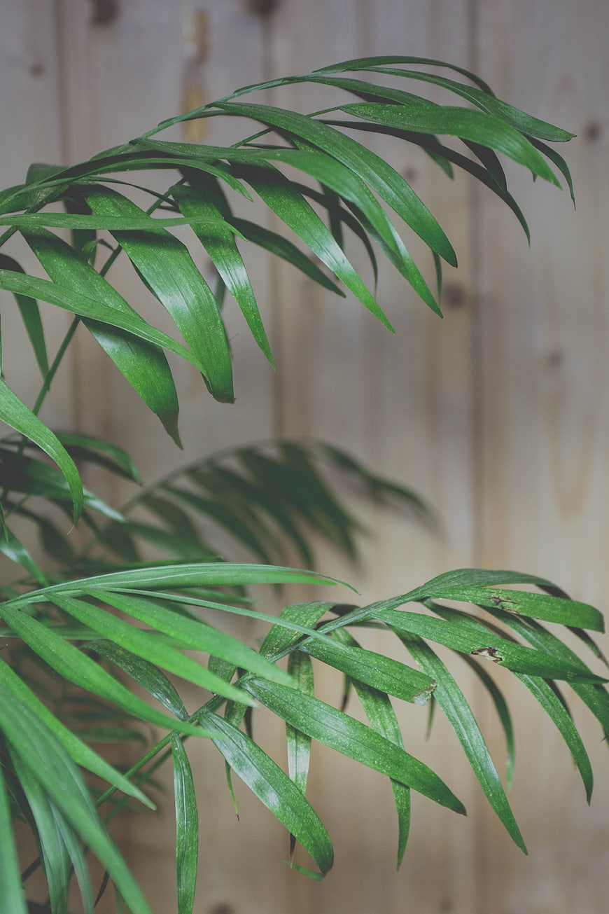 Close-up of lush green palm leaves against wooden background