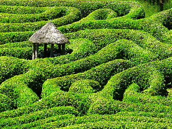 Glendurgan Garden Hedge Maze With Thatched Shelter In Cornwall