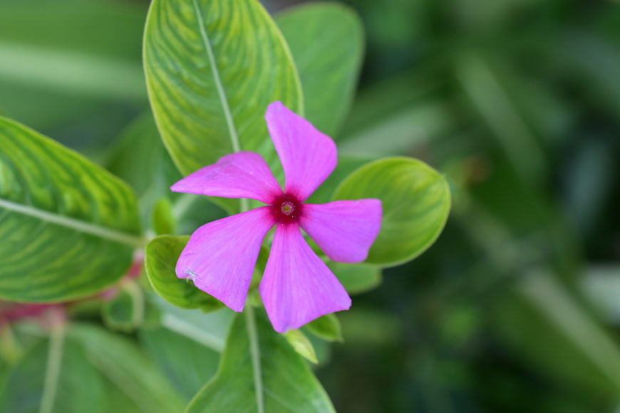 Close-up of a vibrant pink periwinkle flower with green leaves