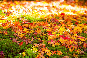 Vibrant autumn maple leaves on green moss background