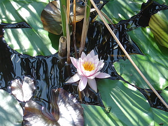 Pink Water Lily Blooming in Dark Pond Water