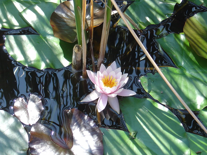 Pink Water Lily Blooming in Dark Pond Water