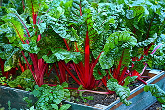 Vibrant Swiss Chard Growing in Wooden Garden Bed