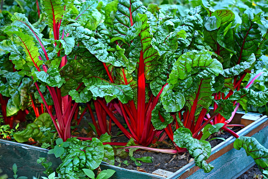 Vibrant Swiss Chard Growing in Wooden Garden Bed