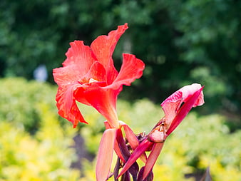 Vibrant Red Canna Lily Flower in Garden