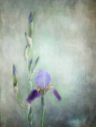 Vintage Purple Iris Flower Artistic Painting