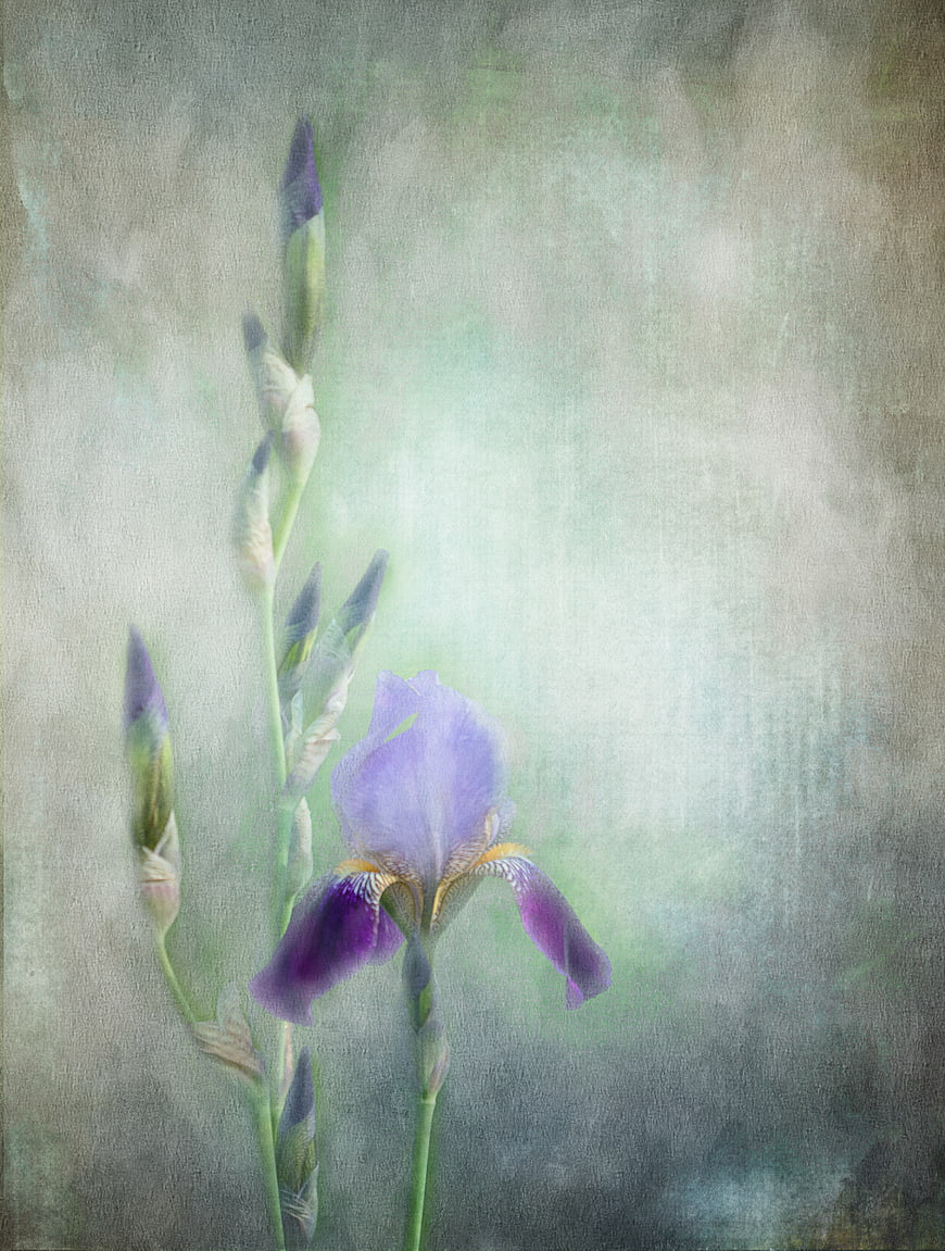 Vintage Purple Iris Flower Artistic Painting