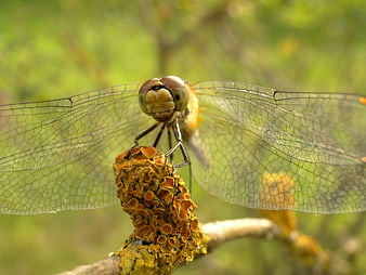 Close-up of a dragonfly perched on a mossy branch