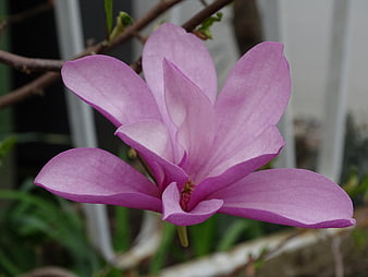 Close-up of a vibrant pink star magnolia flower blooming