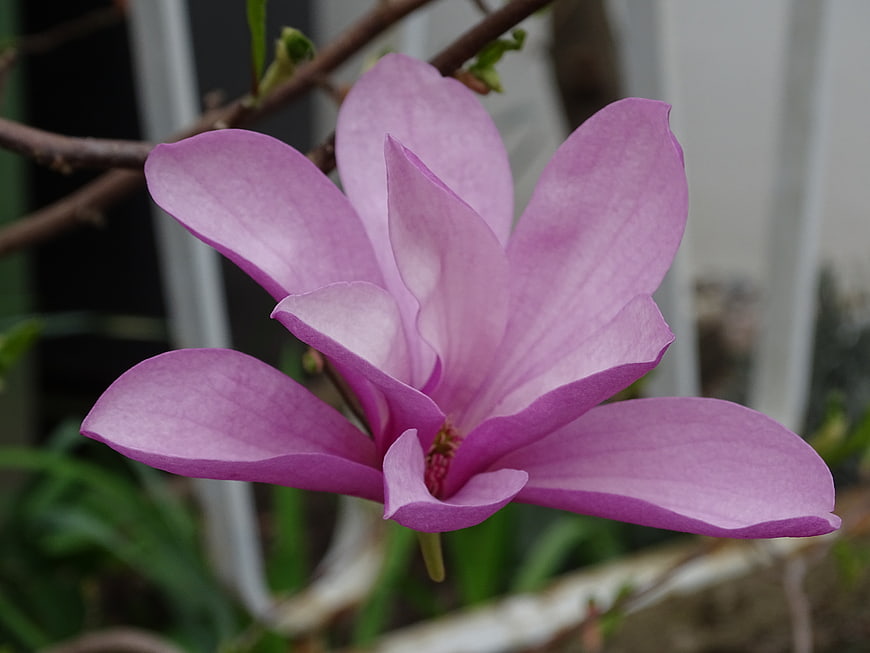Close-up of a vibrant pink star magnolia flower blooming
