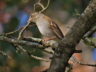 Small brown bird perched on a lichen-covered tree branch
