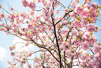 Pink Cherry Blossoms Against Blue Sky
