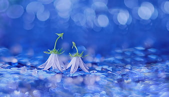 Two delicate white bellflowers on a dreamy blue bokeh background