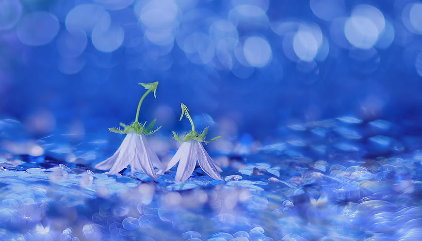 Two delicate white bellflowers on a dreamy blue bokeh background