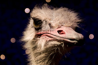Close-up portrait of an ostrich head with bokeh background