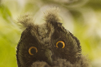 Close-up of a fluffy owl chick with bright yellow eyes