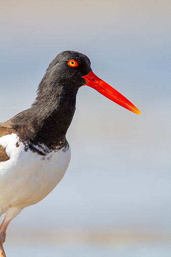 Close-up of American Oystercatcher with Red Beak