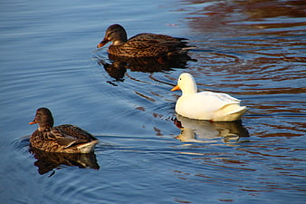 White Duck and Two Brown Ducks Swimming in Calm Water