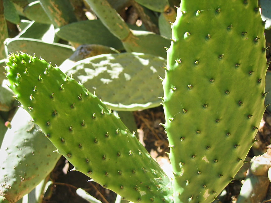 Close-up of green prickly pear cactus pads with spines