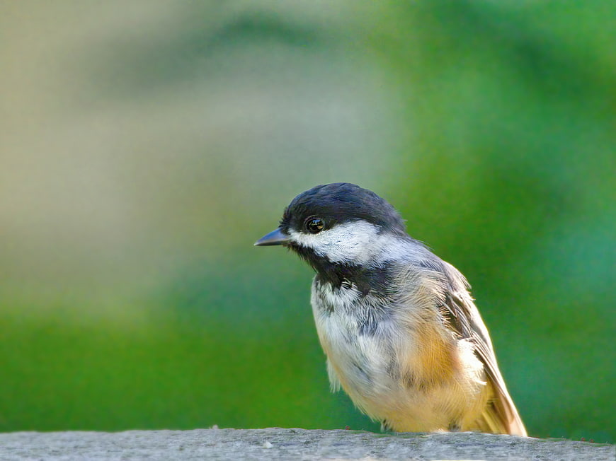 Close-up of a Black-capped Chickadee Perched on Wood