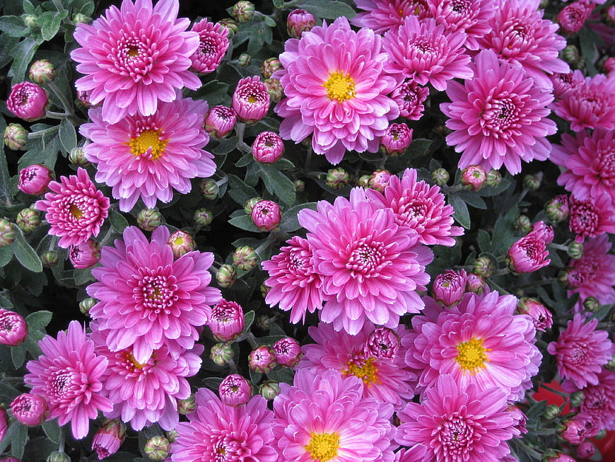 Vibrant Pink Chrysanthemums in Full Bloom