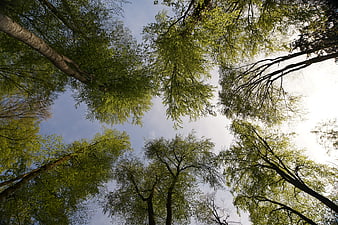 Low angle view of tall green trees against blue sky