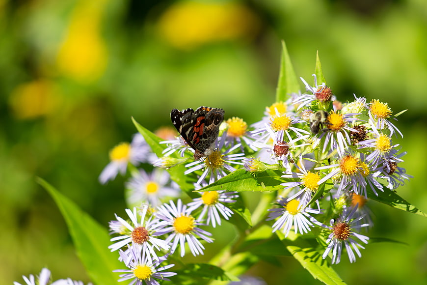 Red Admiral Butterfly on Purple Aster Flowers in Summer Garden