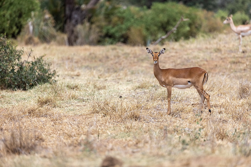 Young Impala Antelope Standing in Dry African Savannah Grass