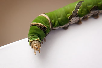 Macro Close-Up of Green Swallowtail Caterpillar on White Surface