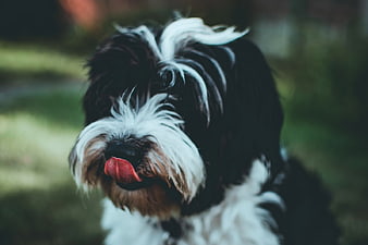 Close-up of a black and white dog licking its nose