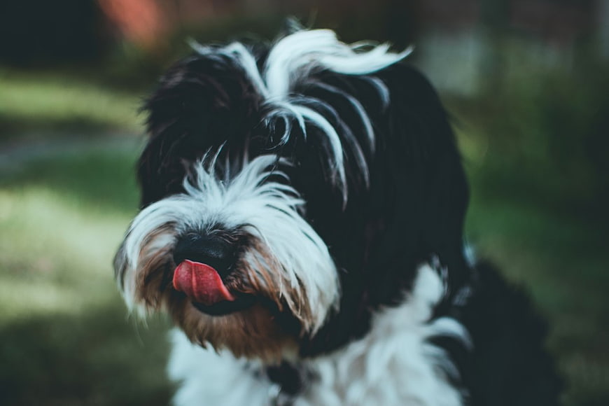 Close-up of a black and white dog licking its nose