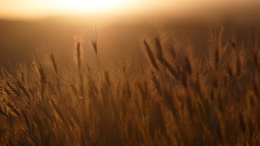 Golden Wheat Field at Sunset with Soft Focus