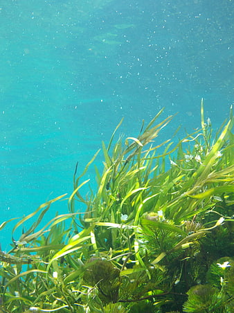 Underwater Seaweed Forest in Clear Blue Water