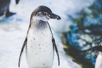 Close-up portrait of a Gentoo penguin in snowy habitat
