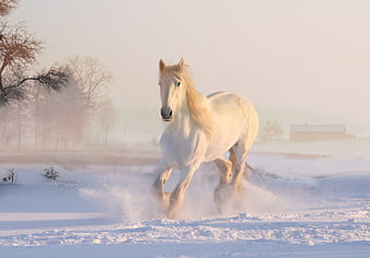 White horse galloping through snowy winter landscape