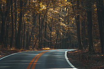 Winding asphalt road through golden autumn forest