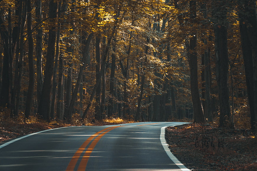 Winding asphalt road through golden autumn forest