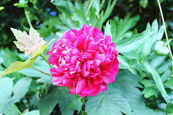 Vibrant Pink Peony Flower in Green Garden