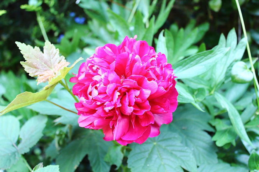 Vibrant Pink Peony Flower in Green Garden