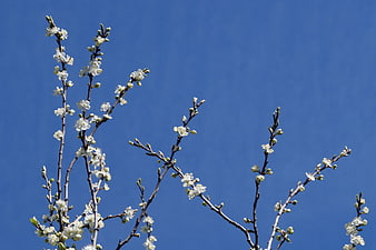 White Blossoms on Tree Branches Against Blue Sky